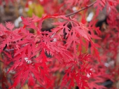 Acer palmatum 'Tamukeyama' 